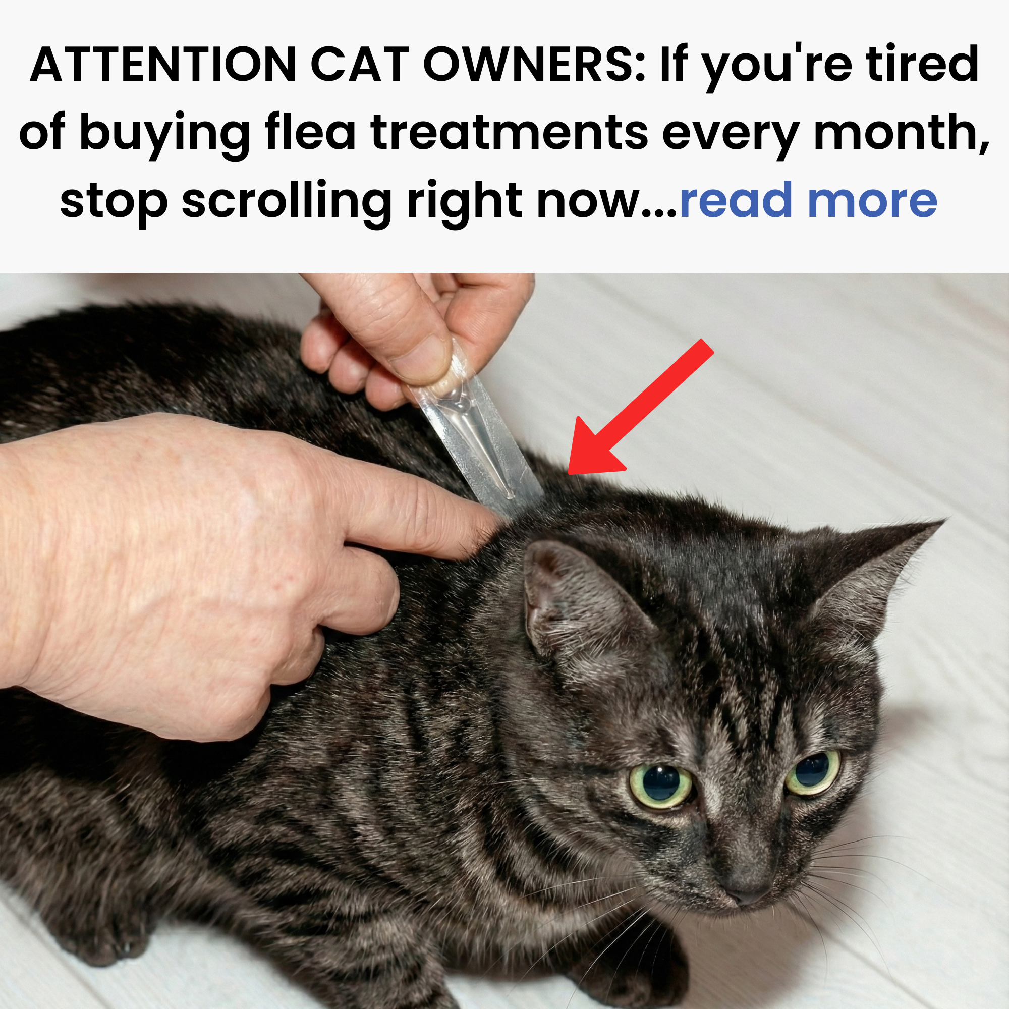 Barbara's Cat Diary Facebook ad