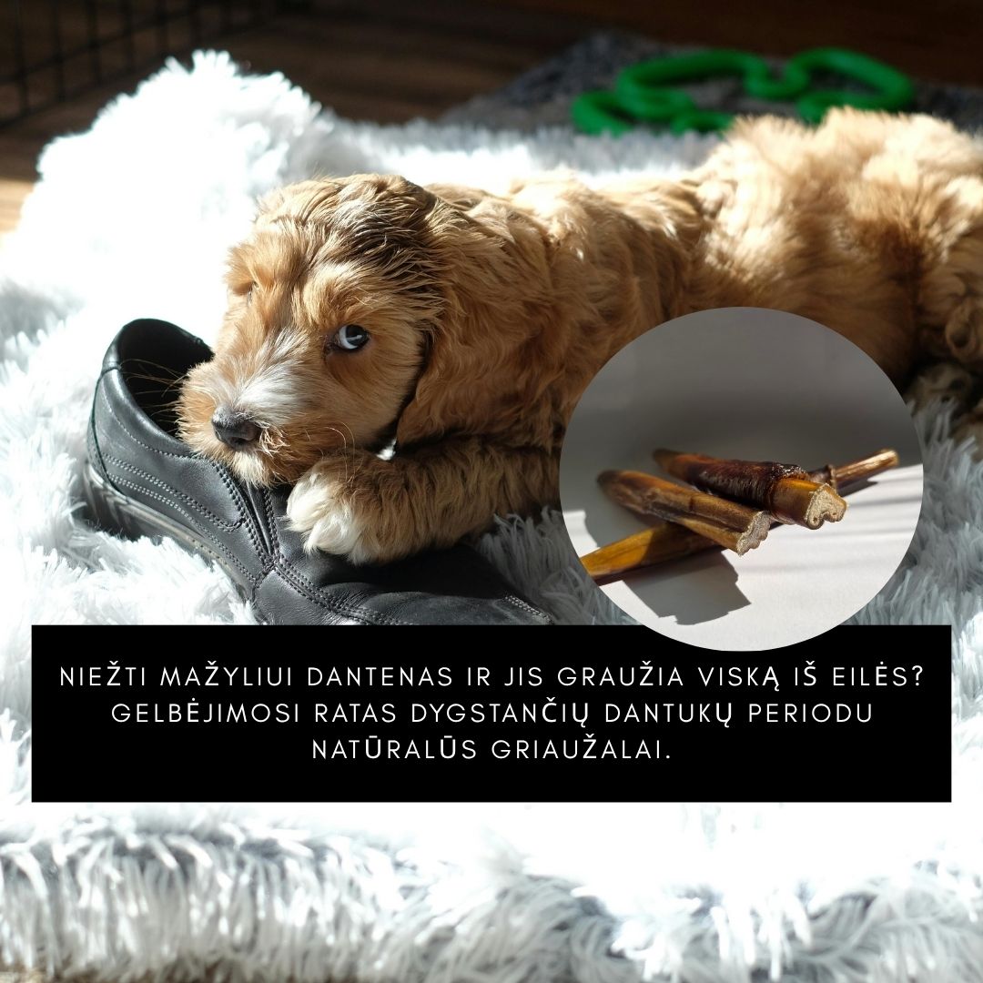 Sweet Pet Facebook ad