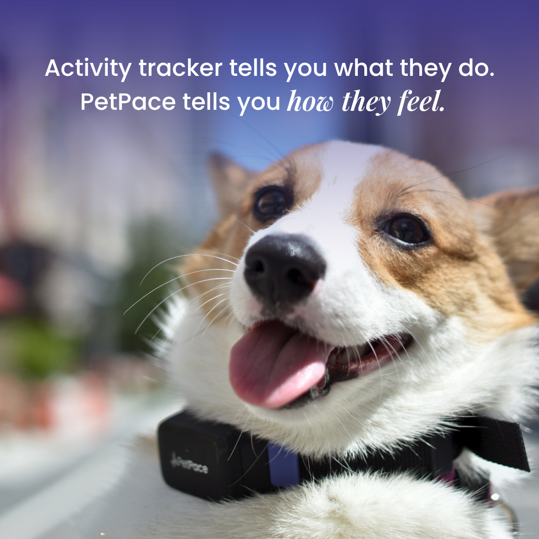 PetPace Facebook ad: Vitals Turned Into Health Insights