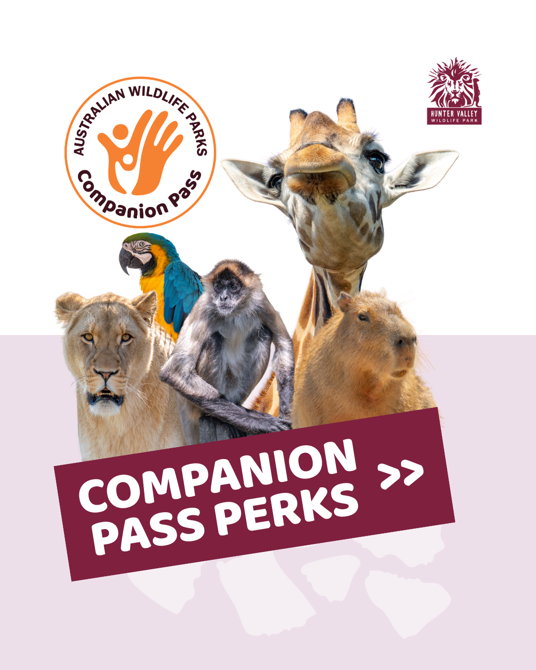 Hunter Valley Wildlife Park Facebook ad