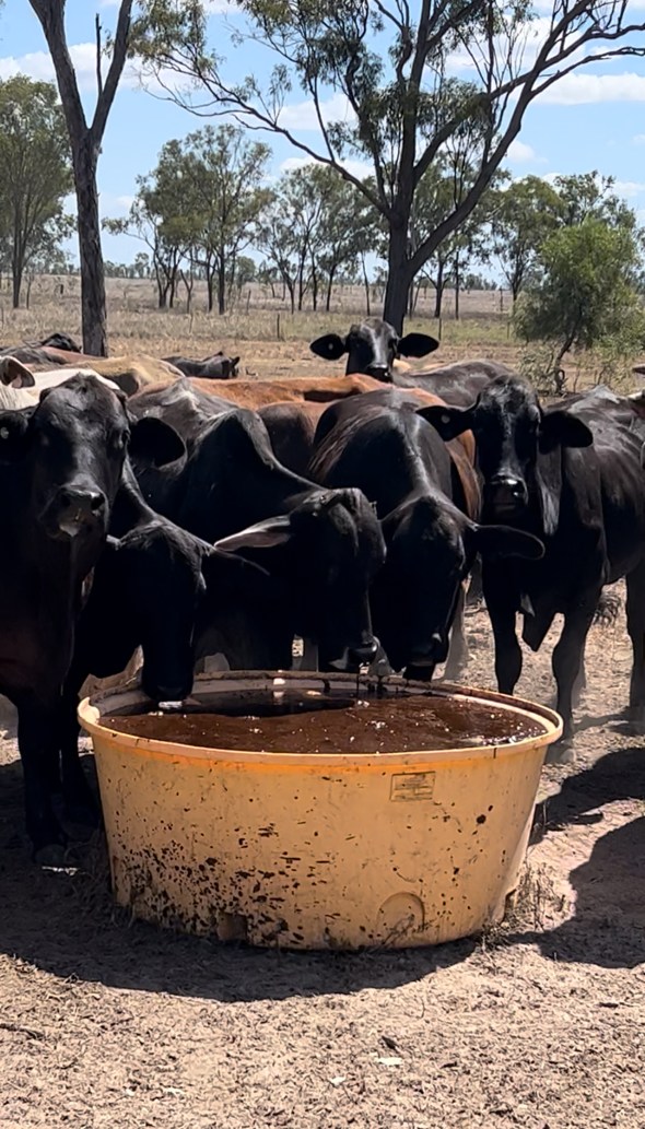 Gracemere Rural Facebook ad