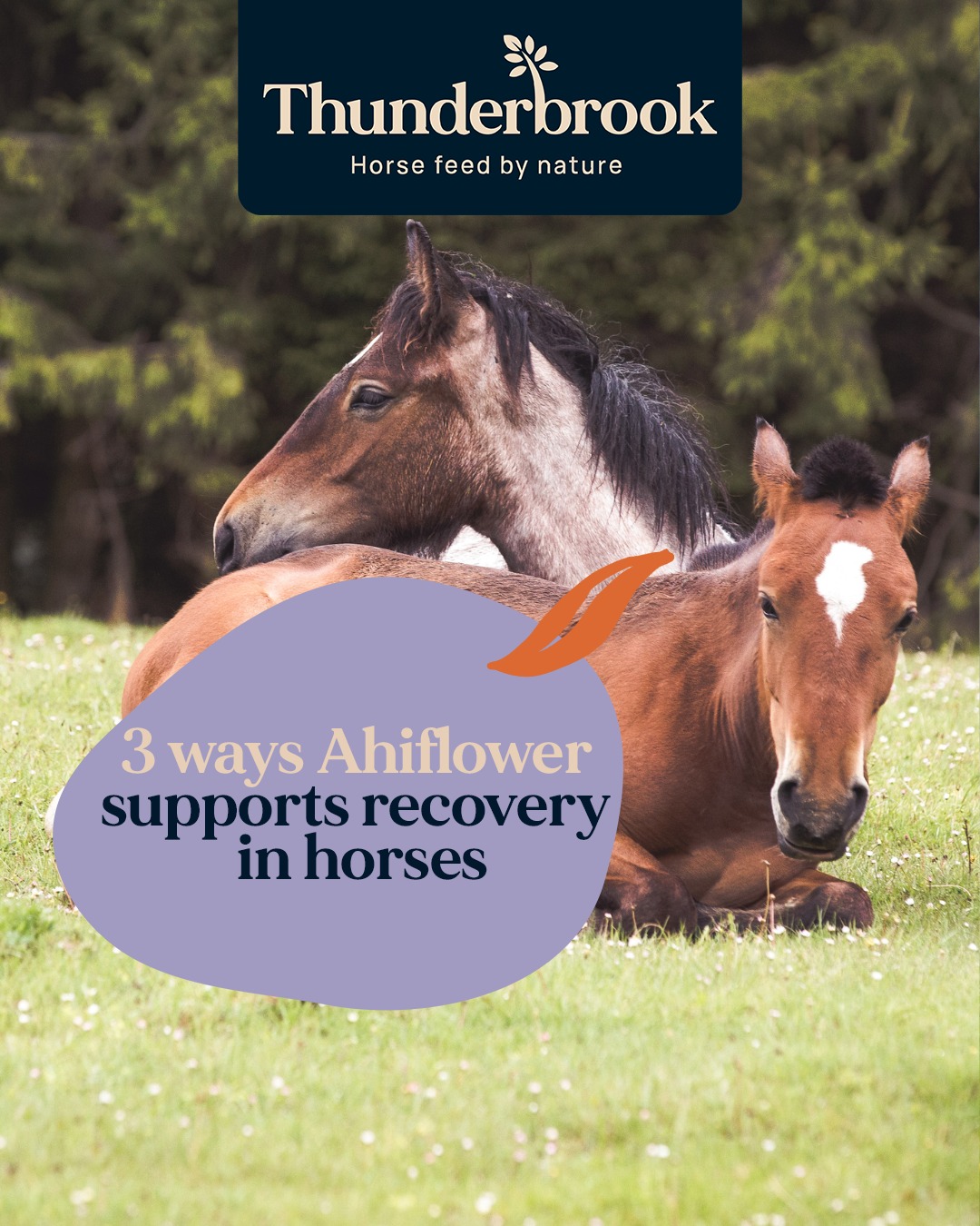 Thunderbrook Facebook ad: 3 ways Ahiflower supports recovery.
