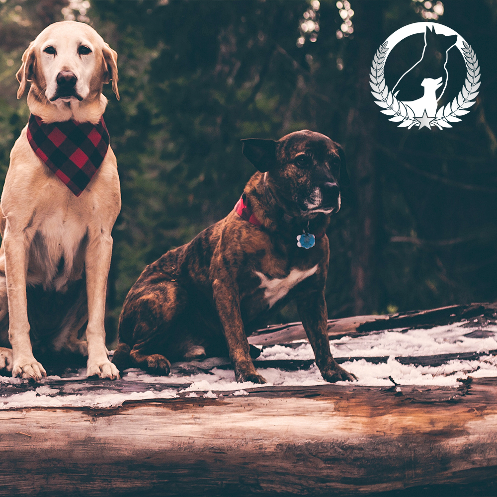 Dog Training Elite Central Nashville Facebook ad from Nov 19, 2025