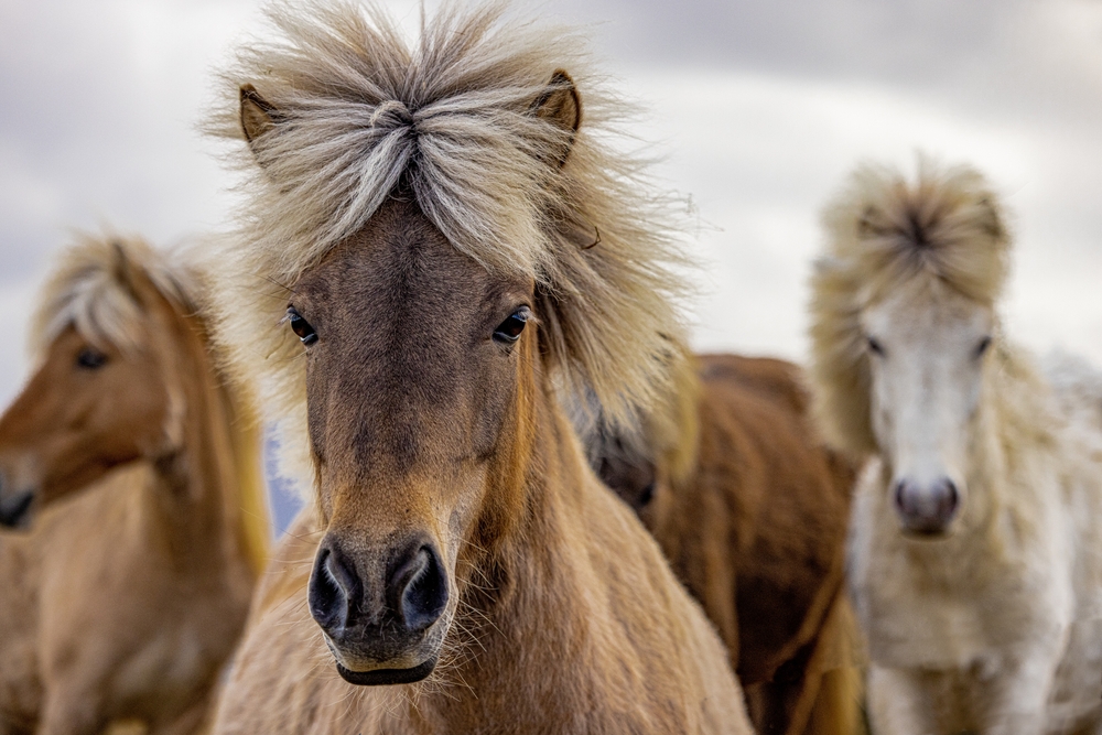 Women In Wildlife Photography Tours Facebook ad: ICELAND: LAND OF FIRE, ICE & ICELANDIC HORSES - Women In…
