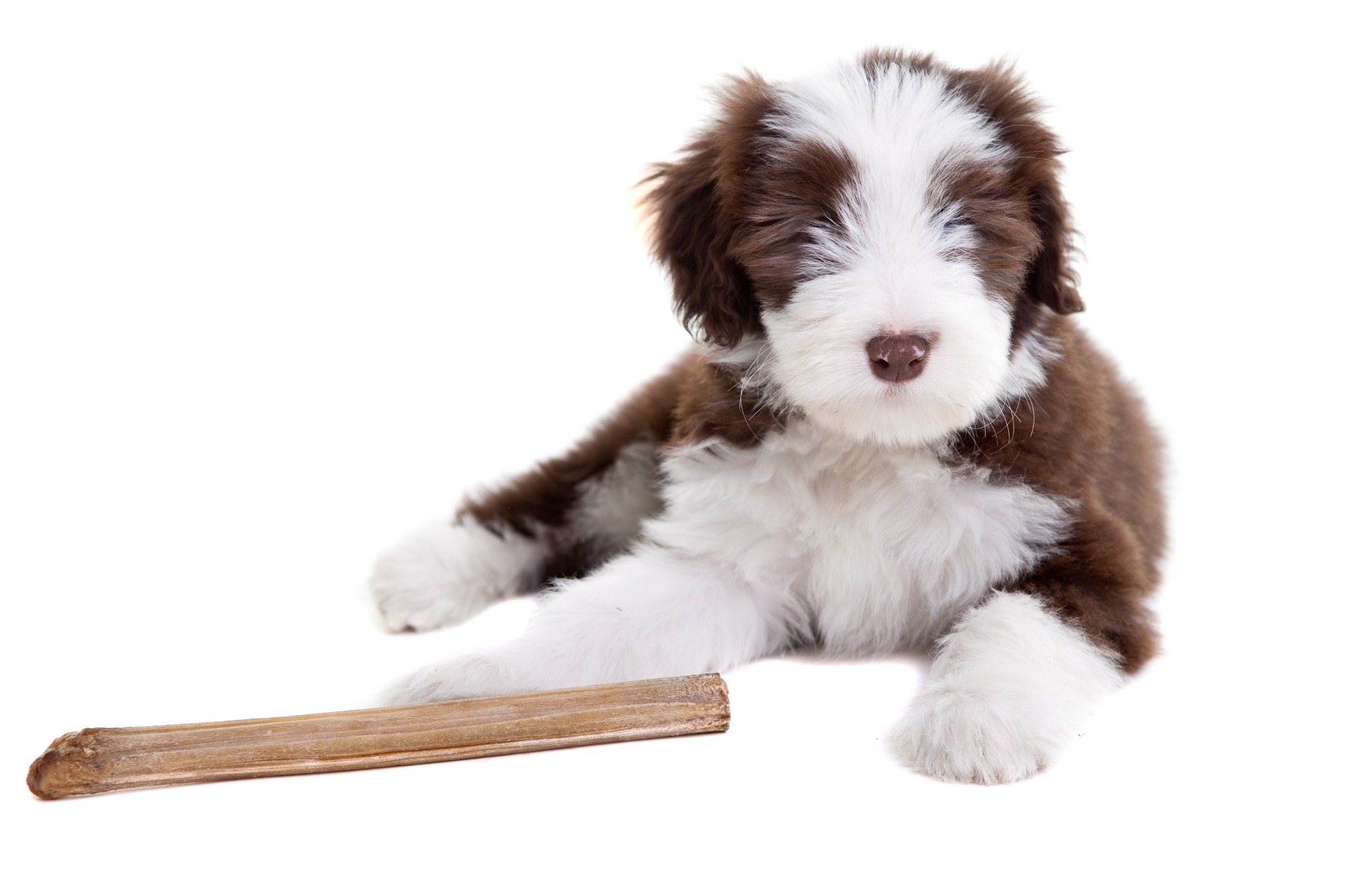 American Kennel Club Facebook ad