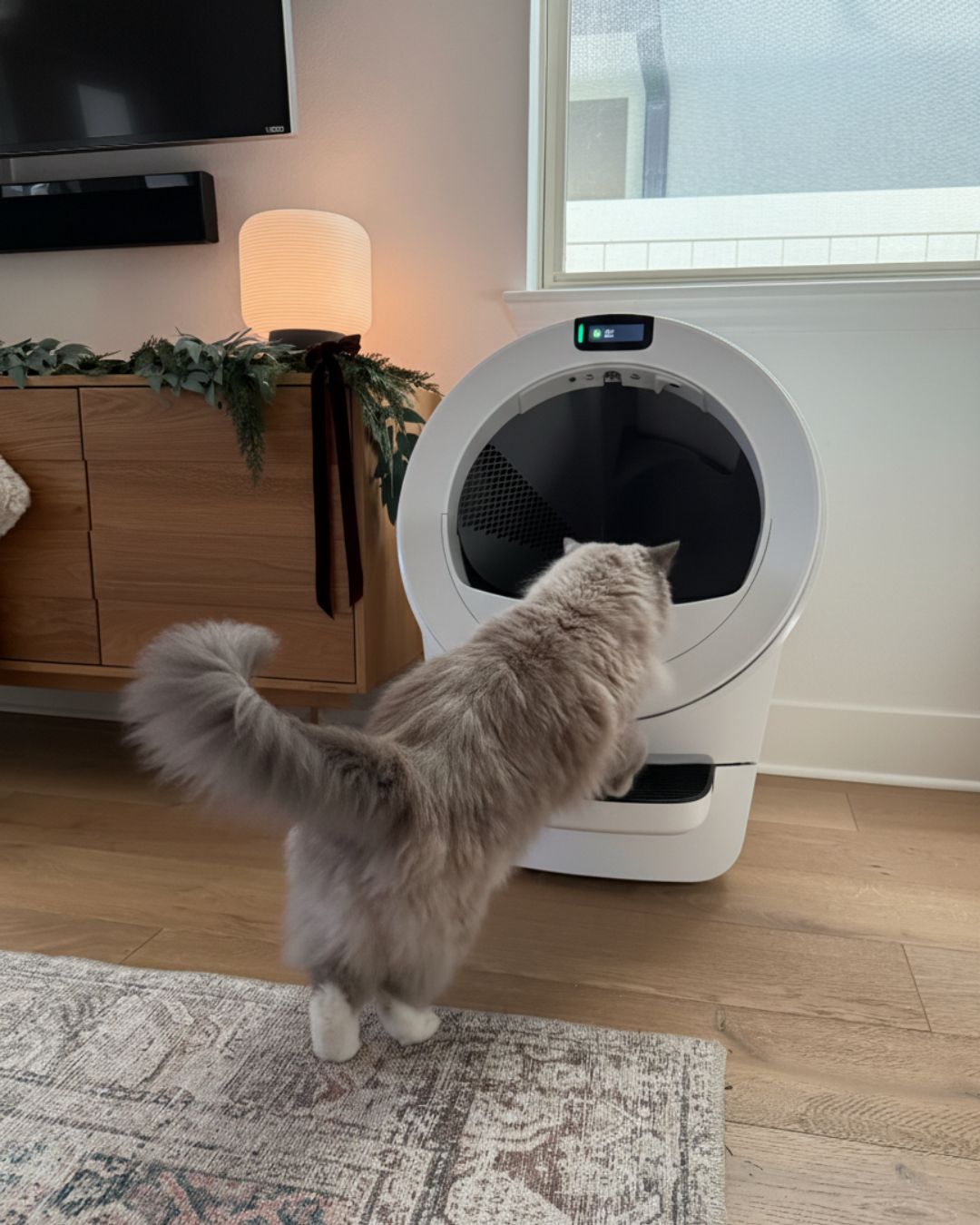 Whisker Facebook ad