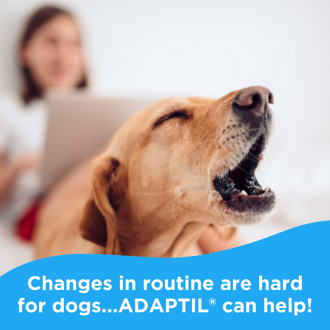 ADAPTIL Facebook ad: Changes in routine can be stressful for dogs!