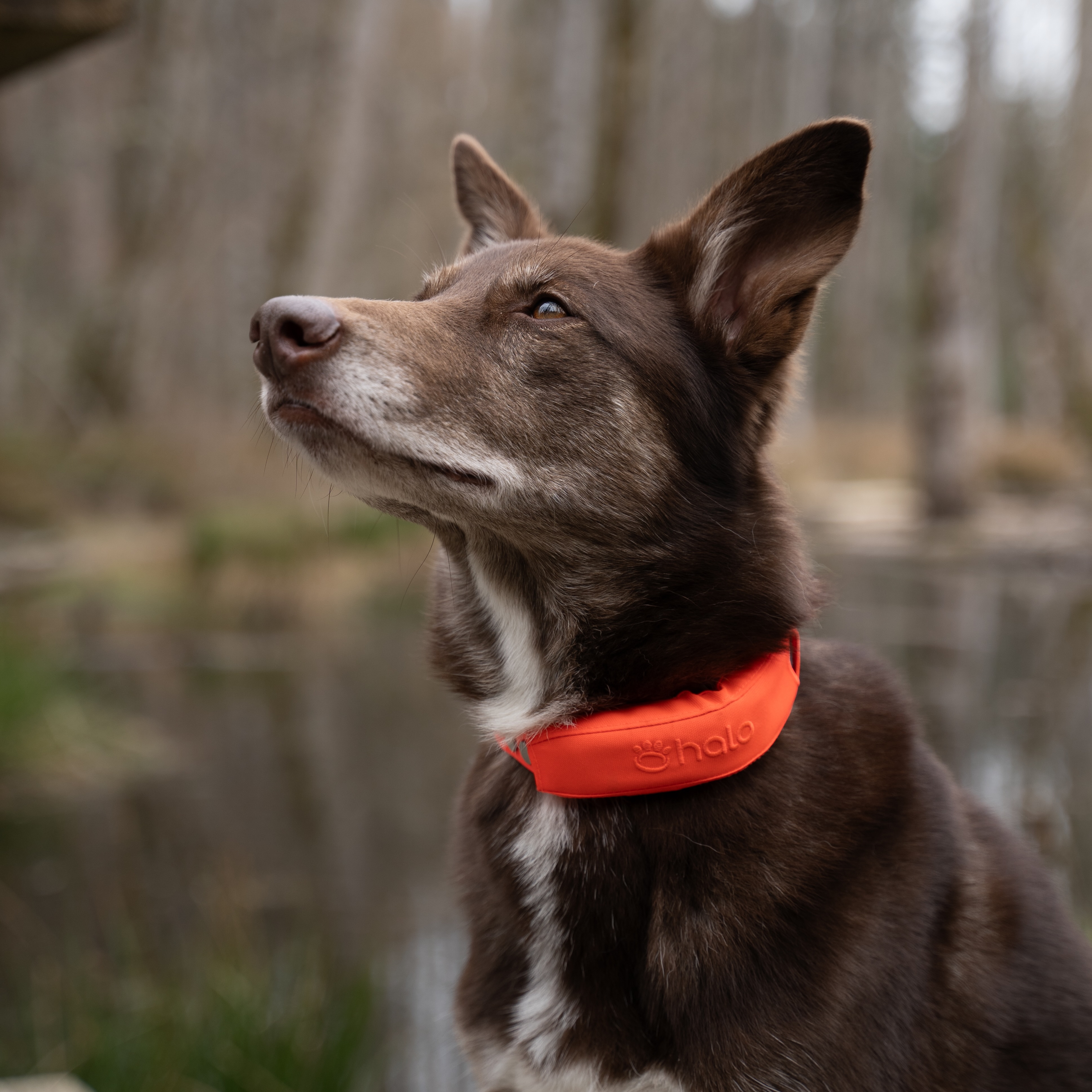 Outdoor Life Facebook ad