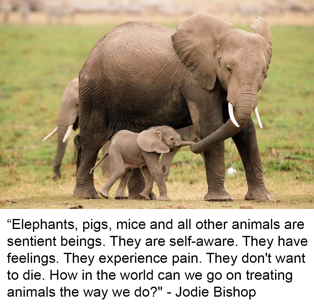 Animal Matters Facebook ad