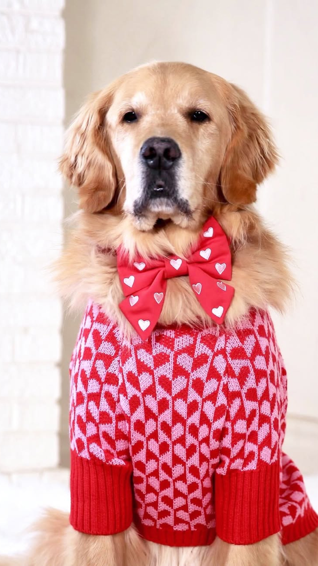 The Foggy Dog Facebook ad
