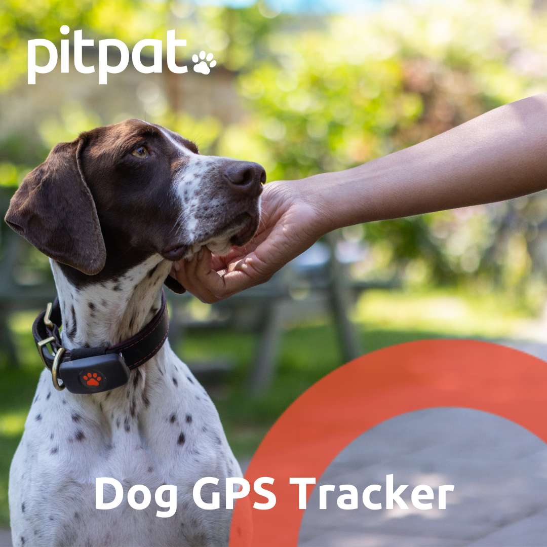 PitPat Facebook ad