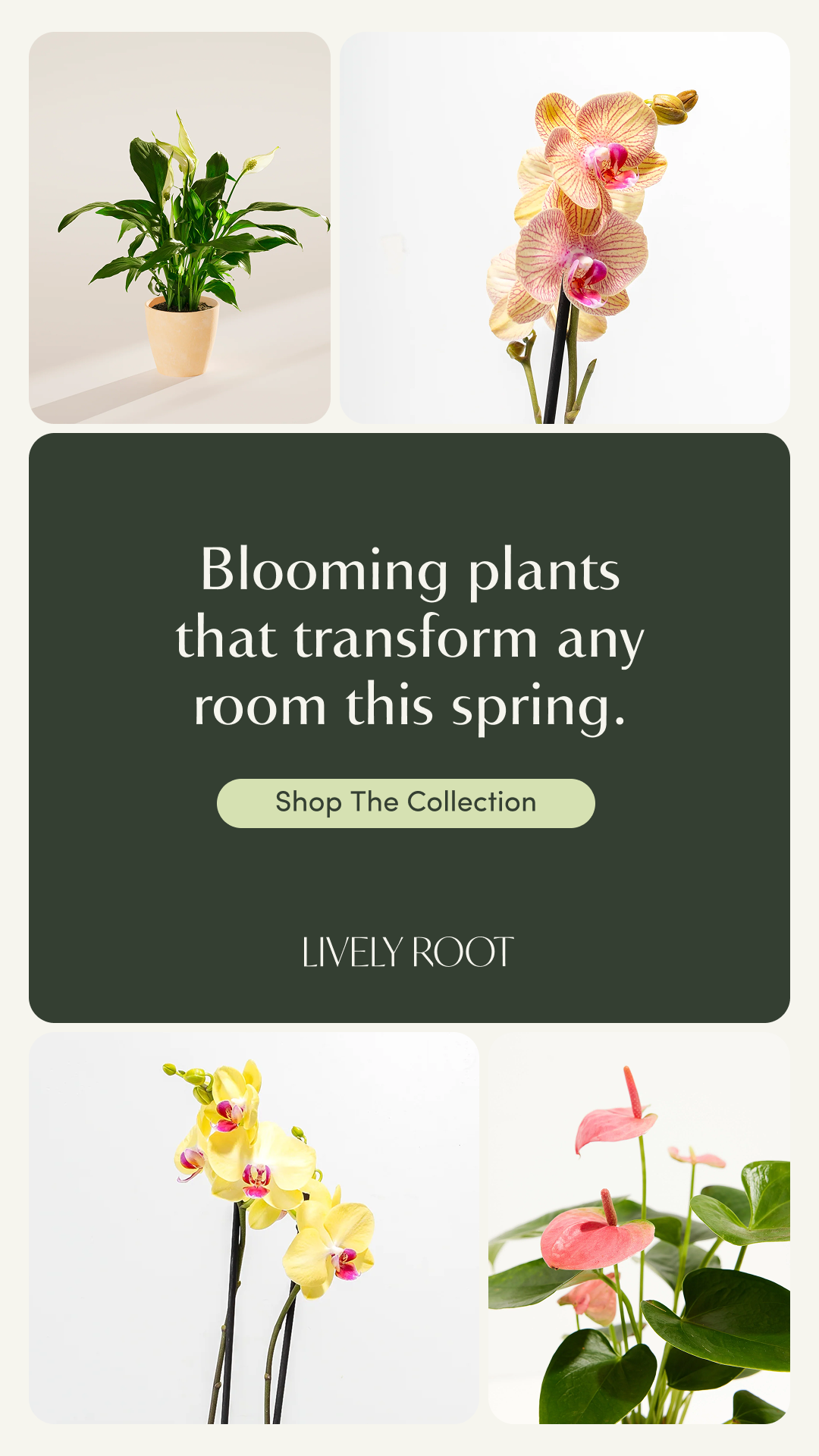 Lively Root Facebook ad