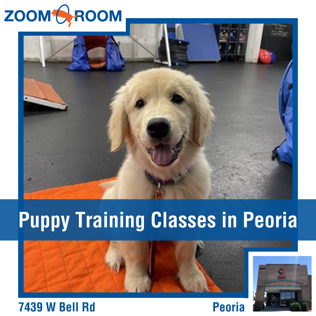 Zoom Room Dog Training Facebook ad