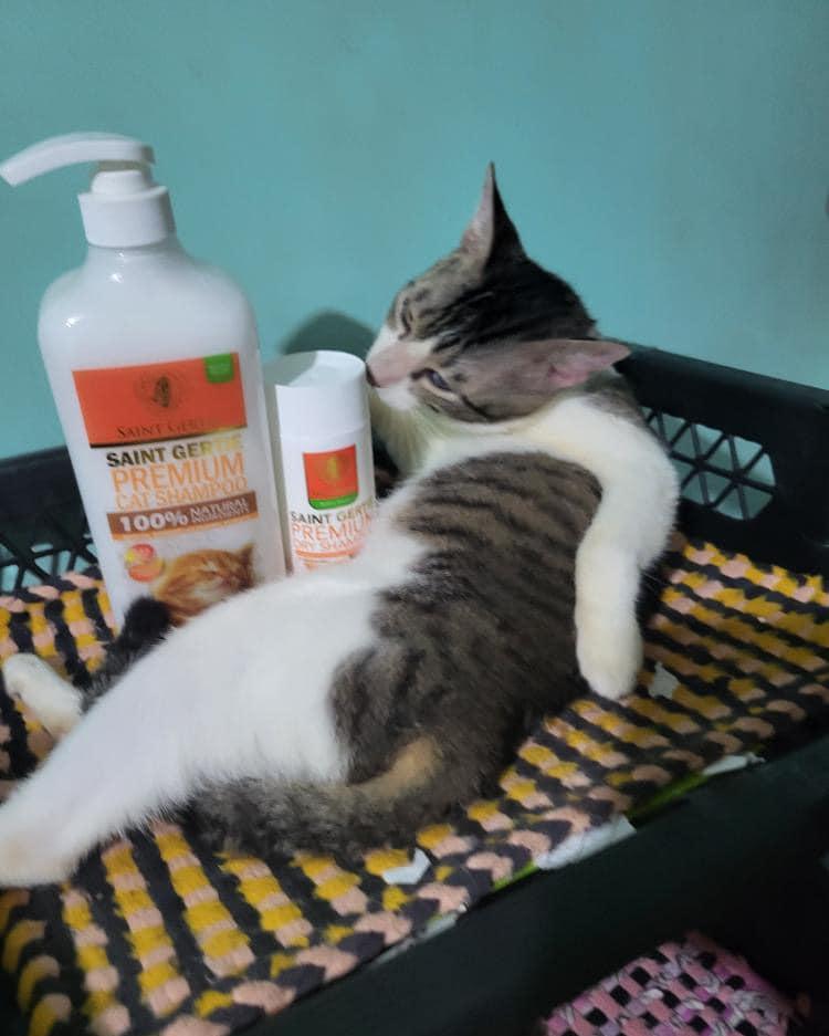 Saint Gertie Premium Cat Shampoo Facebook ad