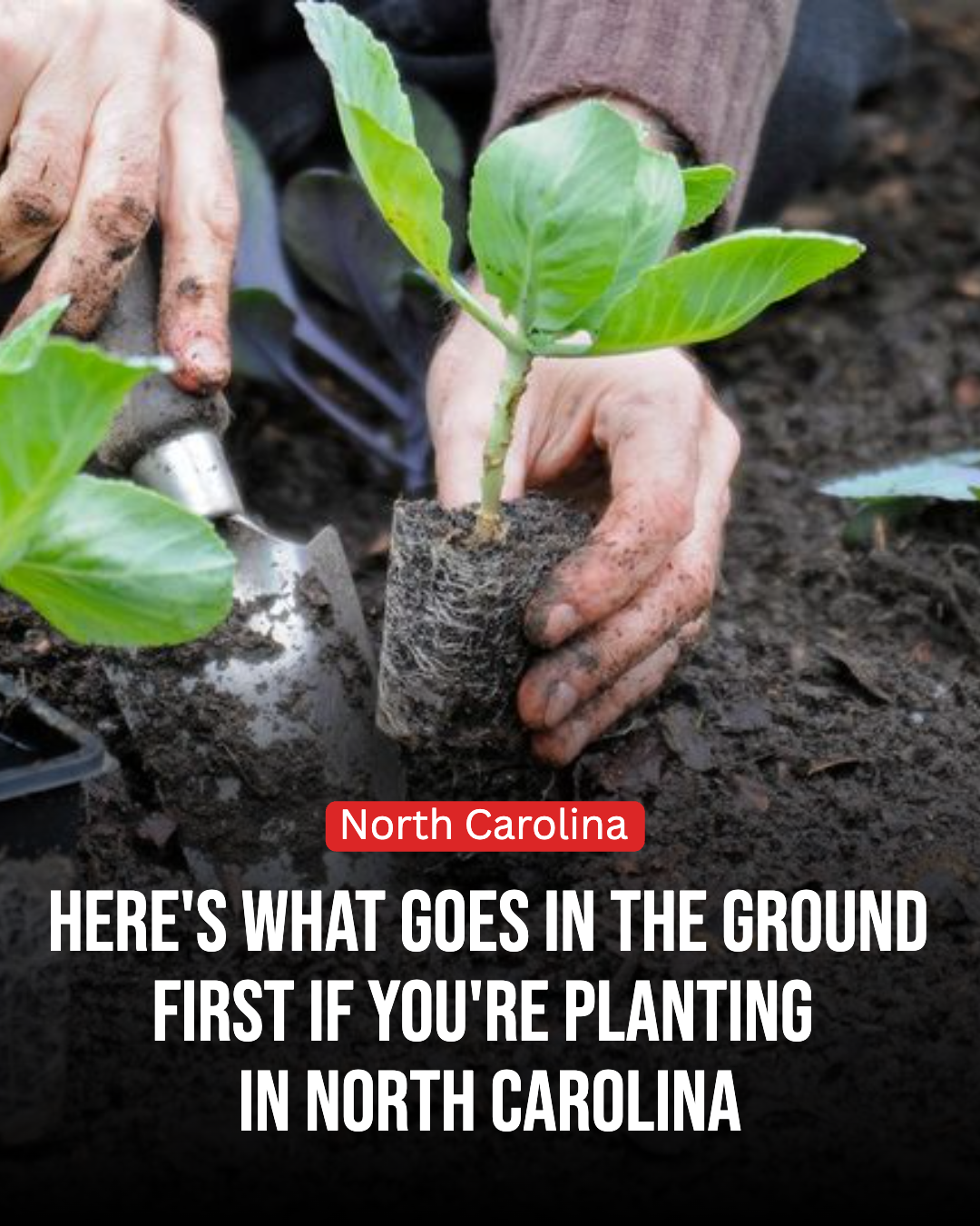 North Carolina Gardener Facebook ad: The North Carolina Planting Schedule That Shows What Goes…