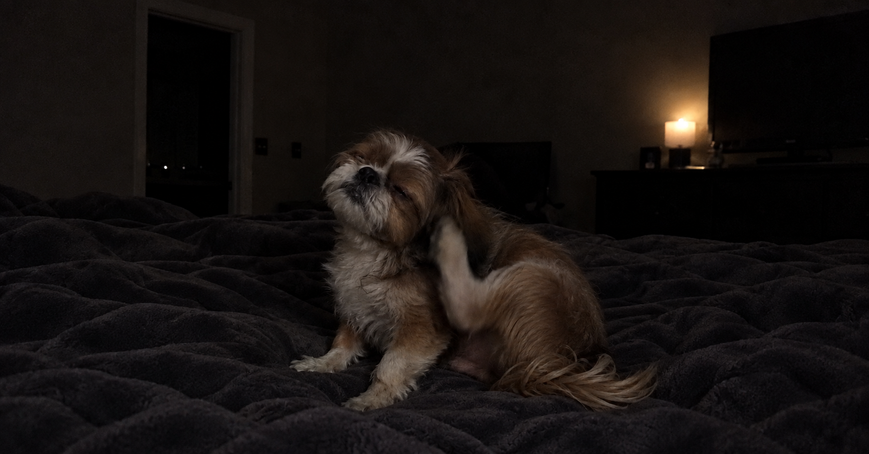 Snehal - Tiny Bark Nutrition Facebook ad: Read This Before You Pay Another Vet Bill