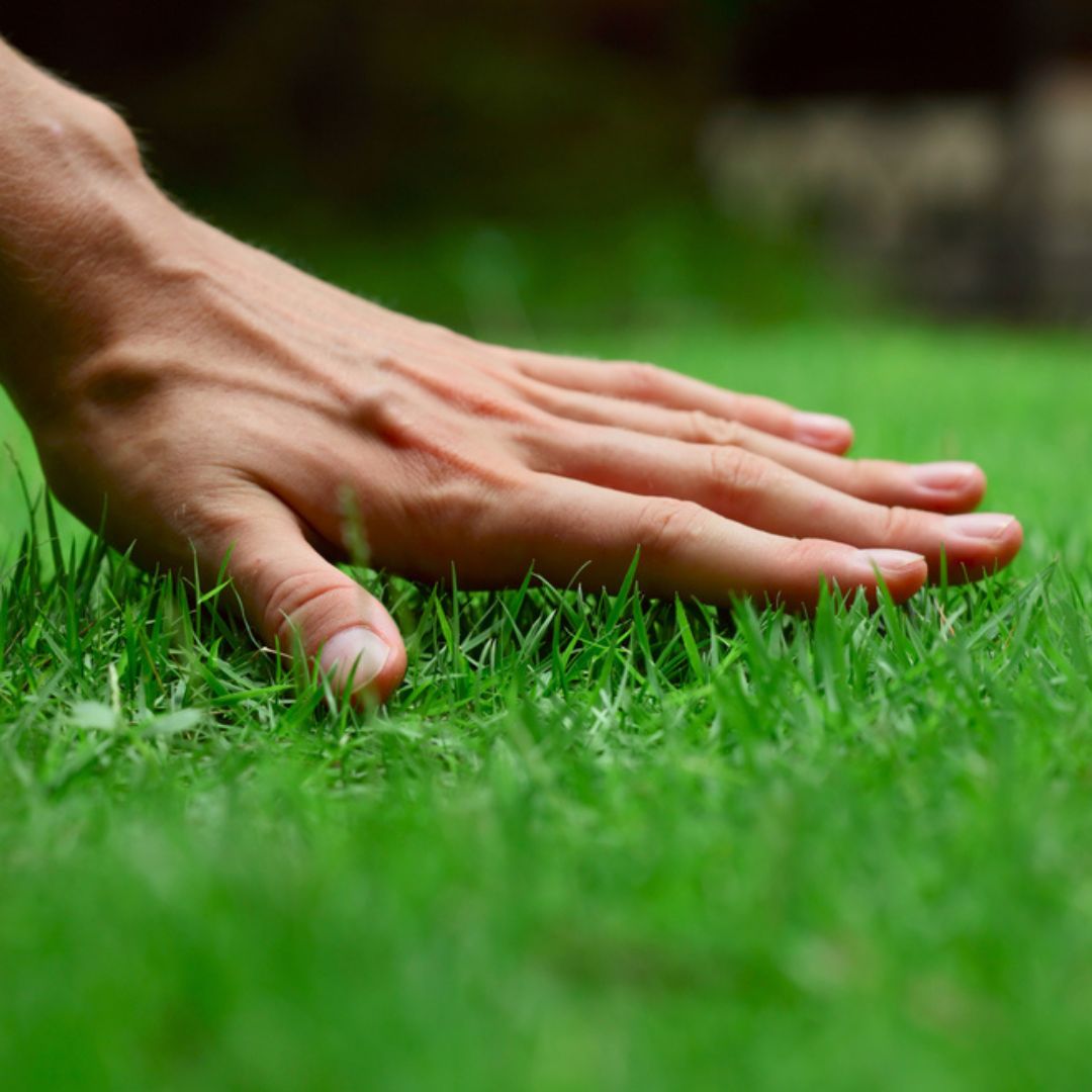 Greenfields & Bullsbrook Turf Farms Facebook ad: Top Turf for Perth Homes