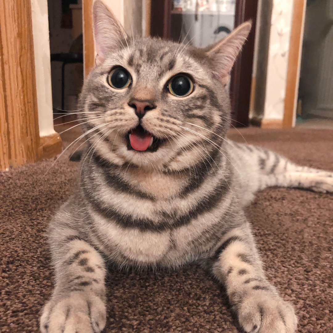 Healthy Cat Blog Facebook ad