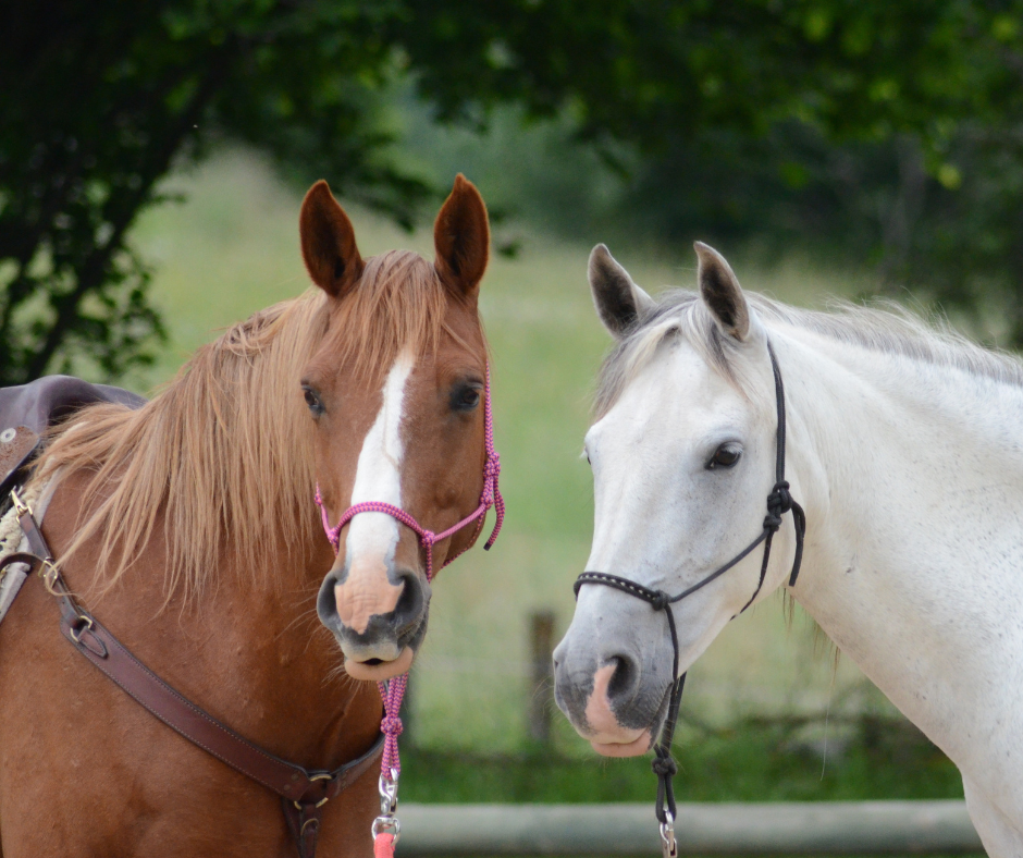 State Veterinarian - Emakhazeni/Steve Tshwete Facebook ad: State Veterinarian