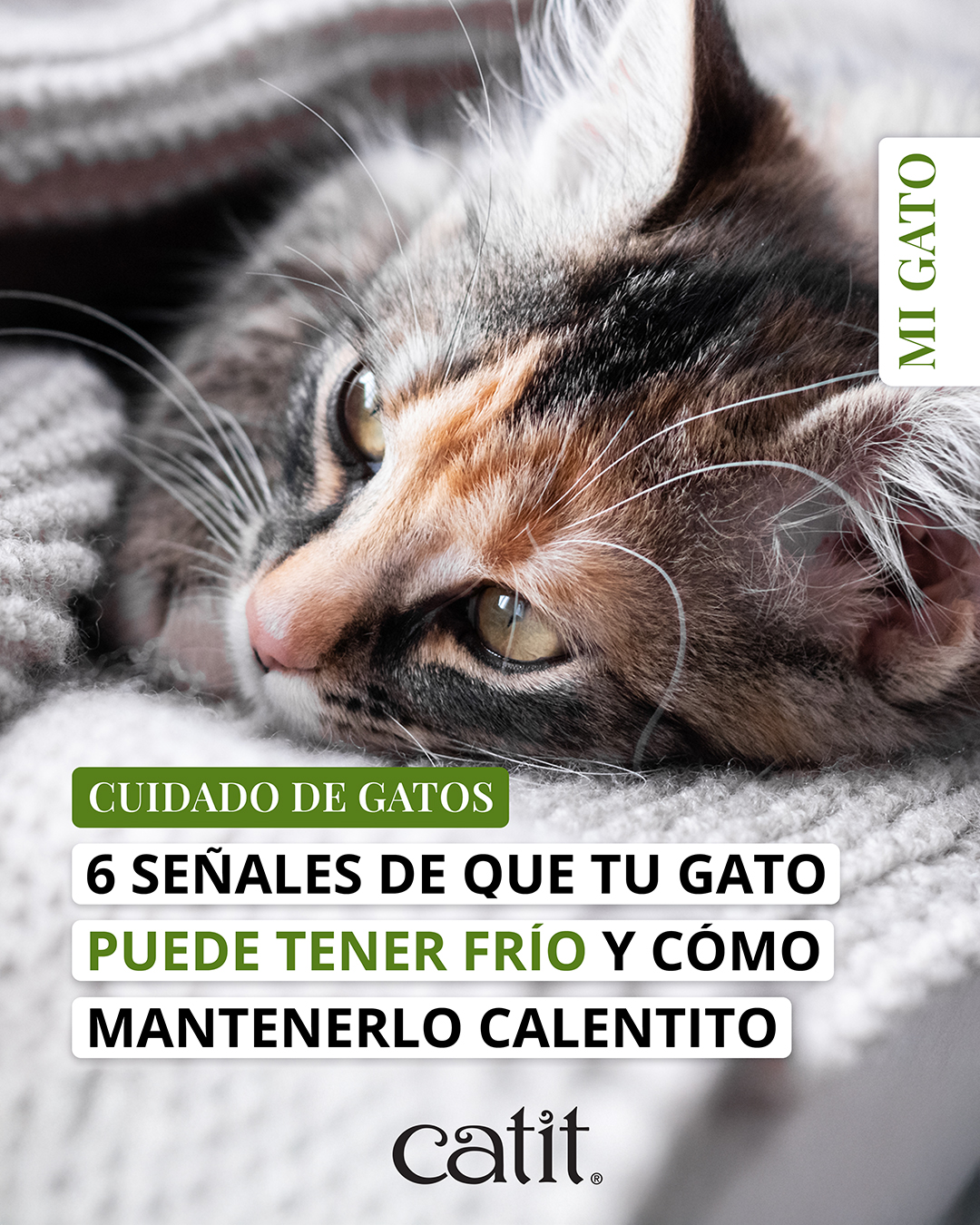 Catit España Facebook ad