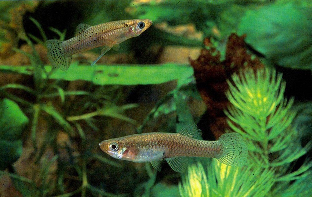 Arizona Aquatic Gardens: Fish Shrimp Snails Plants for Aquariums & Ponds Facebook ad: Mosquitoes are really bad this year!