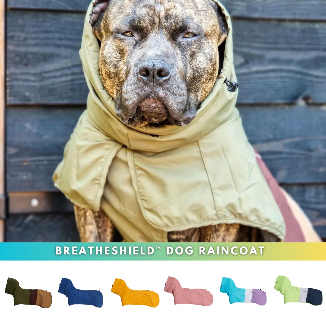 Spark Paws Facebook ad