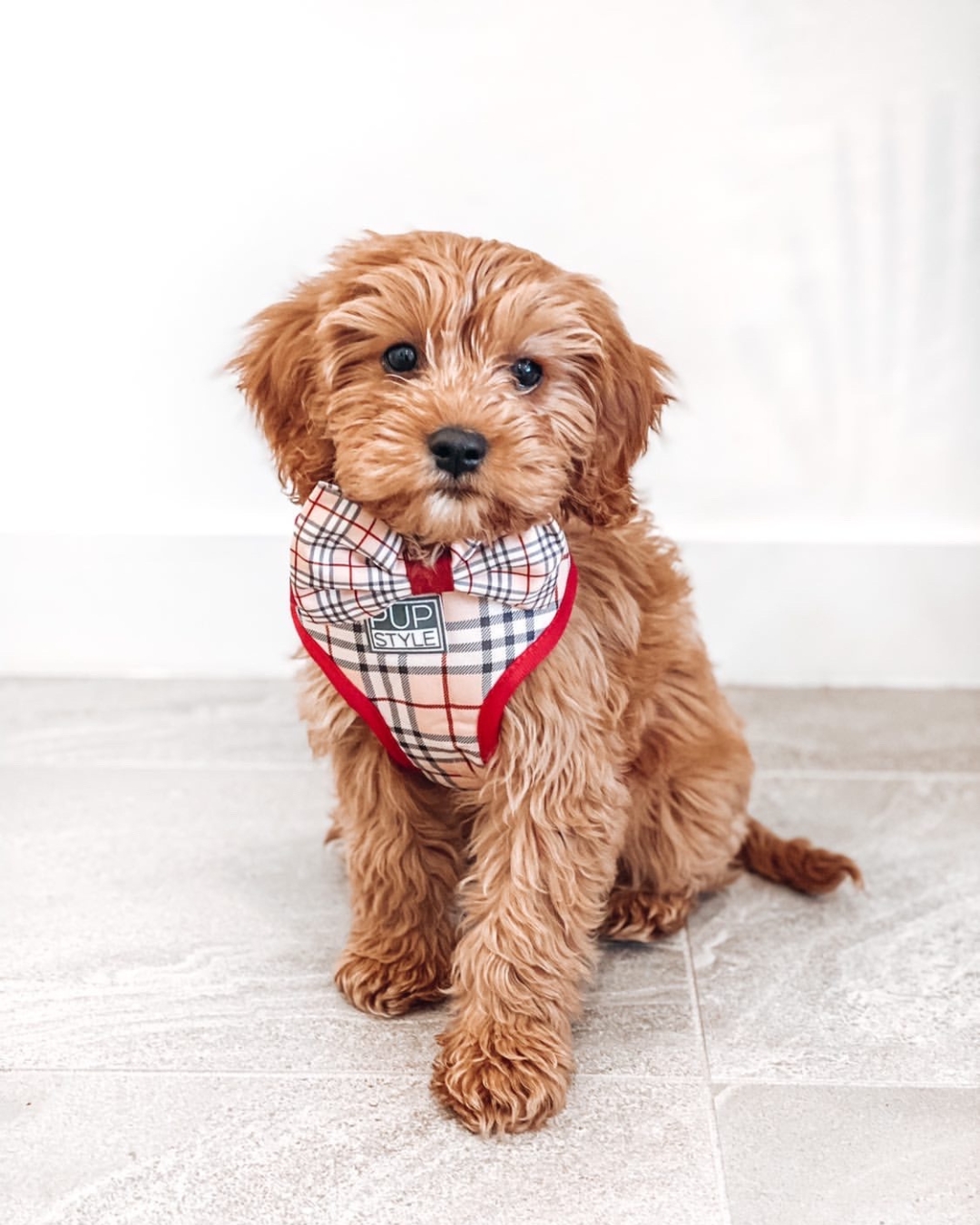 PUPSTYLE Store Facebook ad