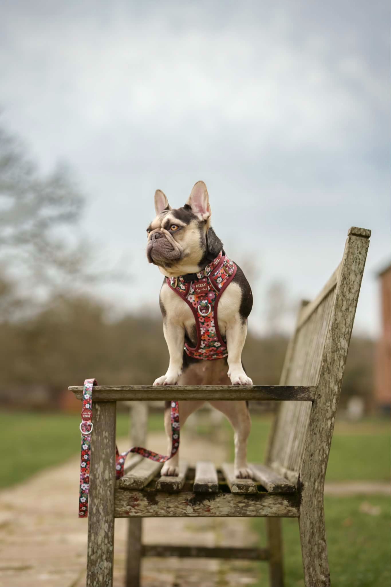 Dizzy Dog Collars Facebook ad