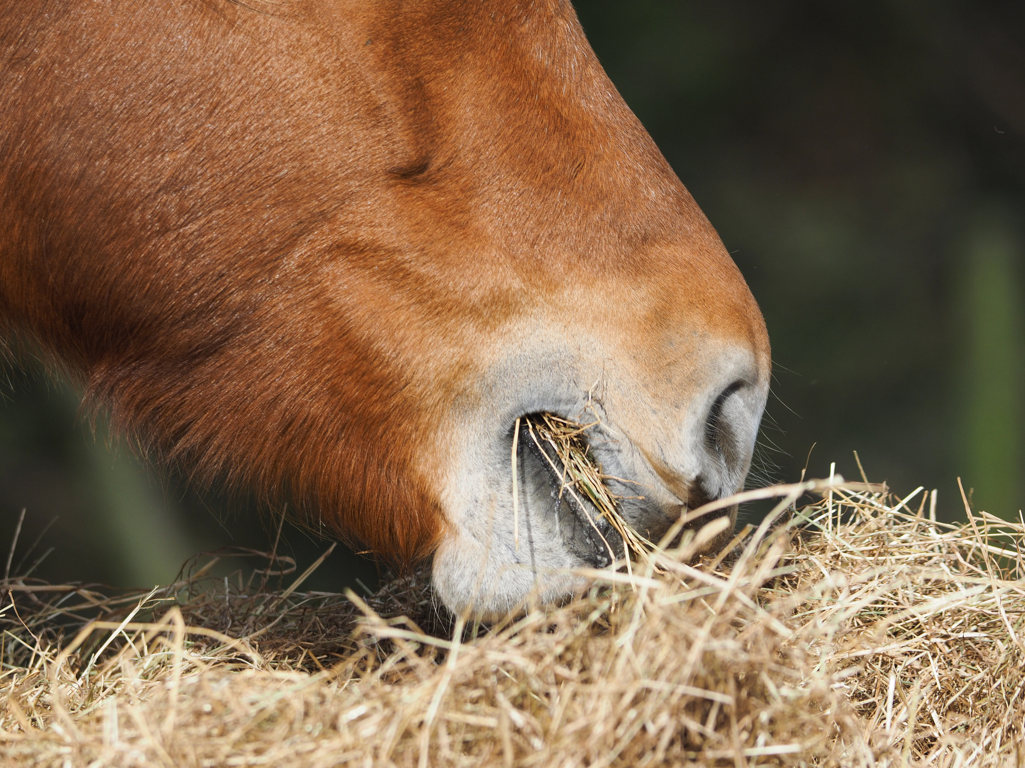 Integrated Veterinary Therapeutics Facebook ad
