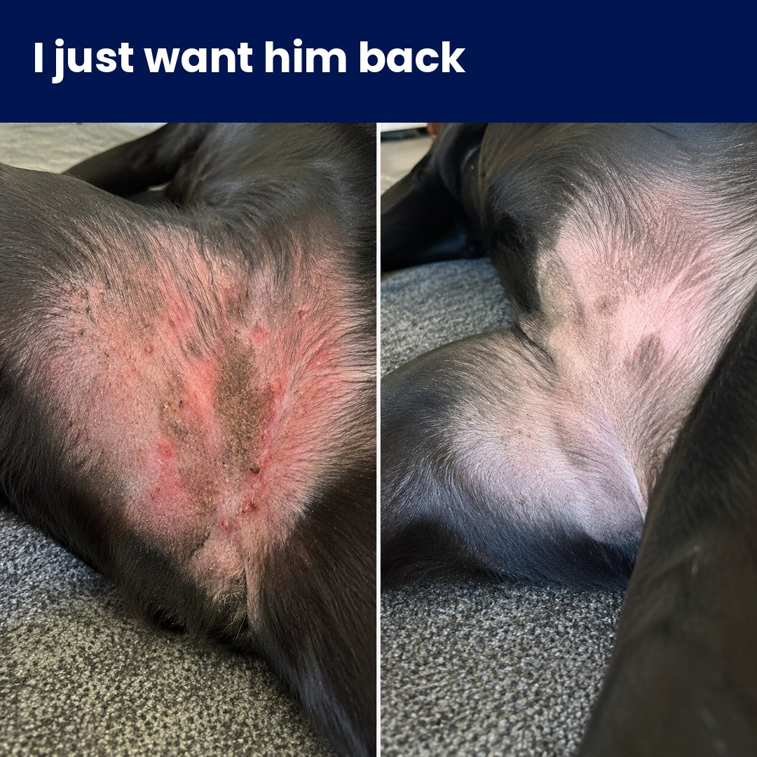 Amber Monroe Facebook ad: If your dog's allergies never end, read this