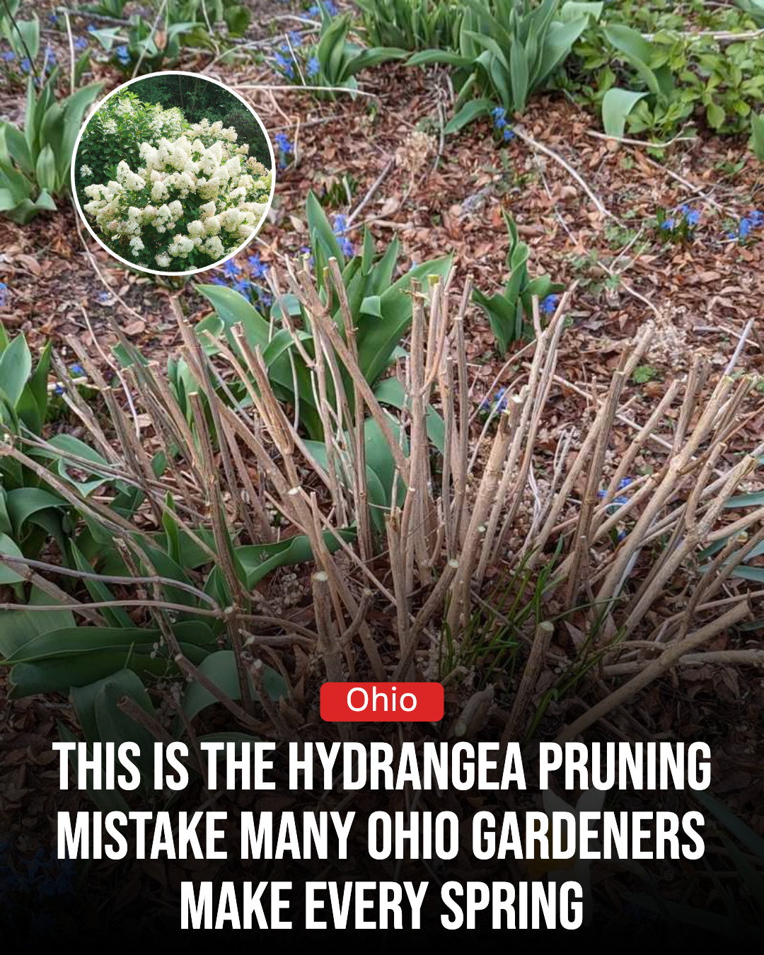 Ohio Gardener Facebook ad: The Hydrangea Pruning Mistake Many Ohio Gardeners Make…