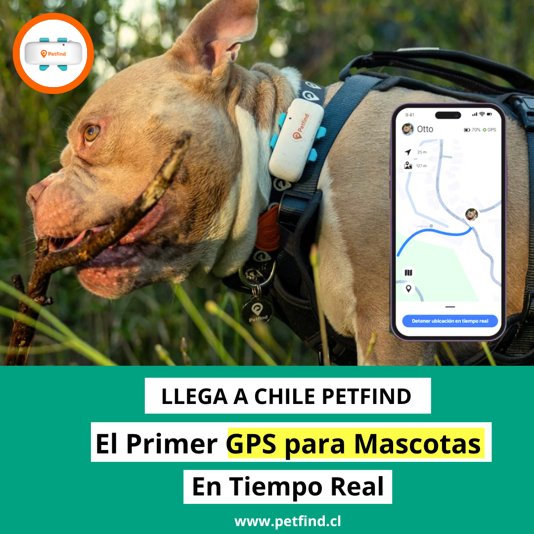 Petfind Facebook ad