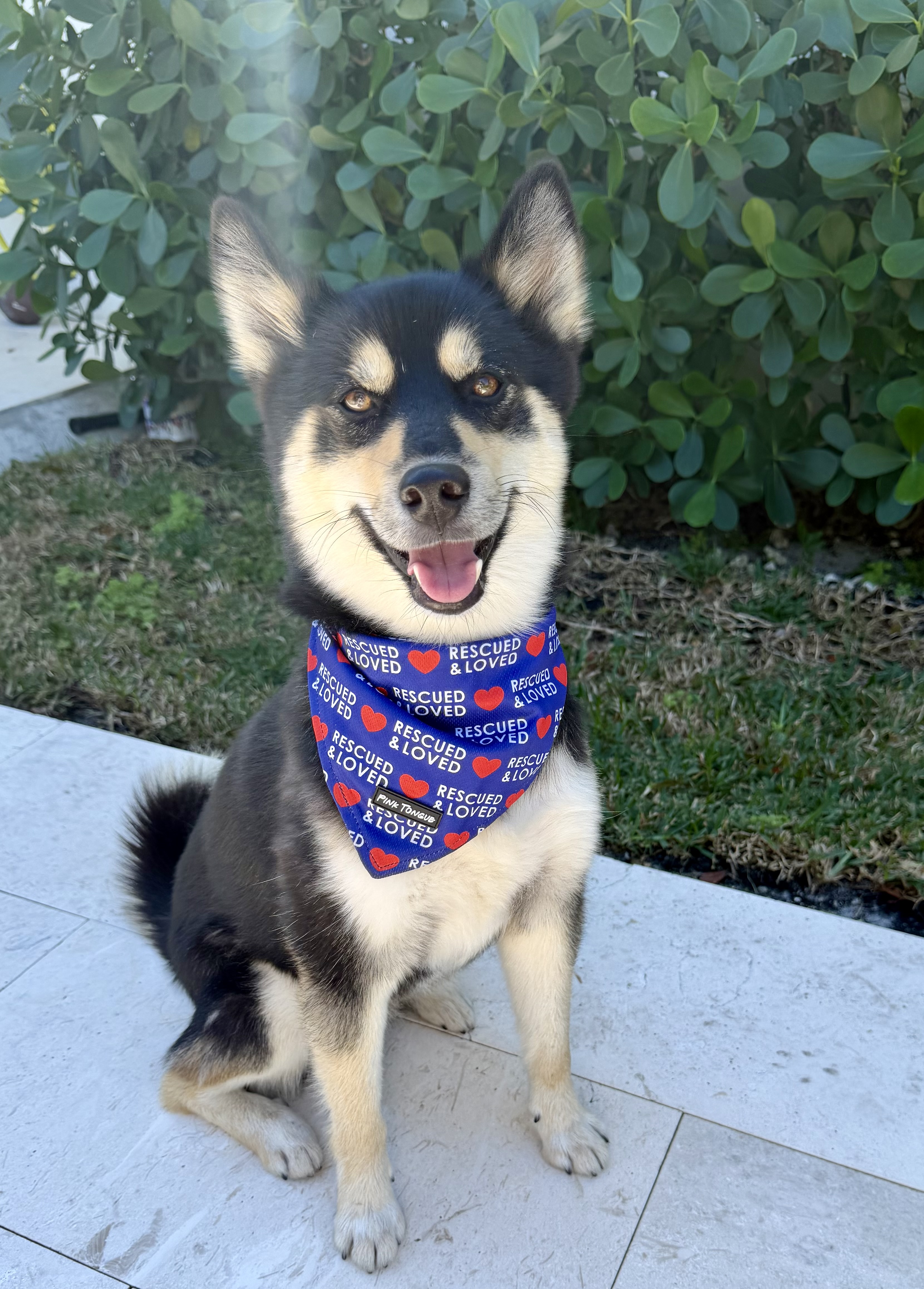 Pink Tongue Bandanas Facebook ad