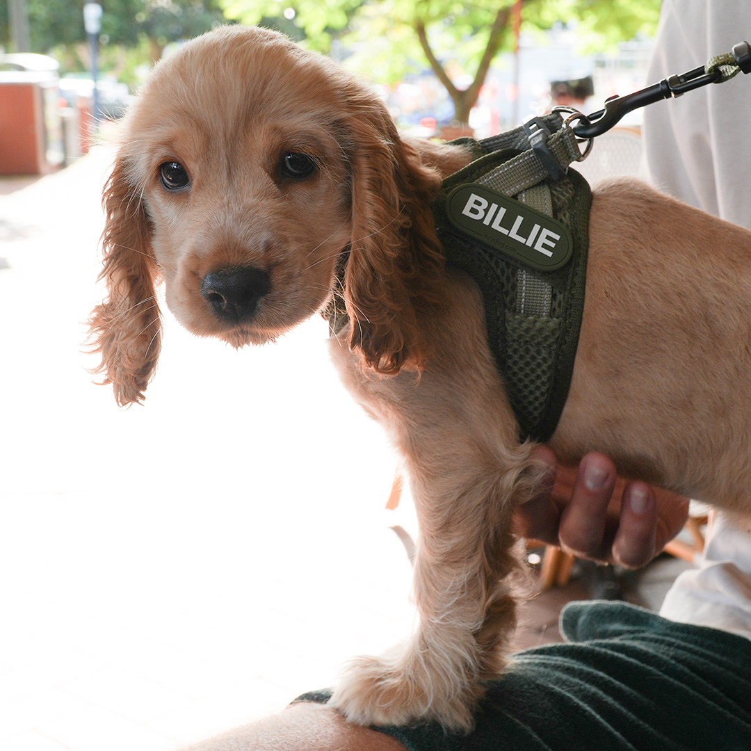 EzyDog Facebook ad: The FORMFIT Mesh Harness is made for your…