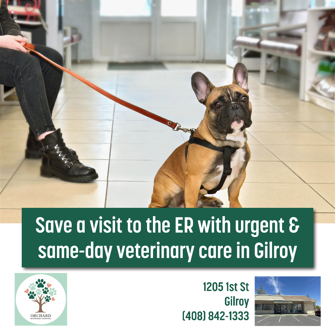 Orchard Veterinary Hospital Facebook ad: At Orchard Veterinary Hospital in Gilroy, CA, we’re…