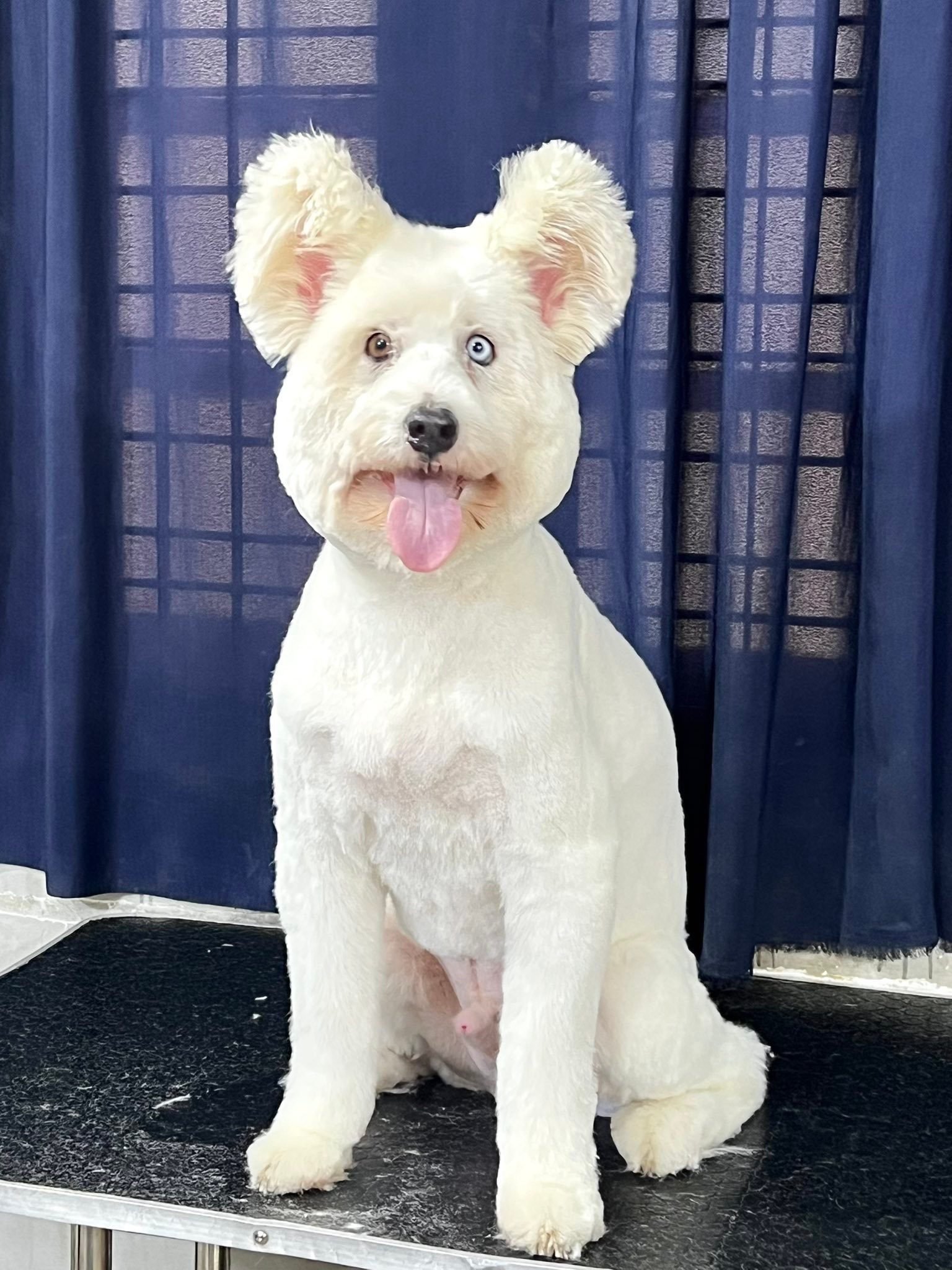 DoggyLand Pet Grooming & Pet Hotel Facebook ad: မိုးရာသီရောက်တဲ့အခါလဲ သင့်ရဲ့အချစ်တော်လေးတွေကို…