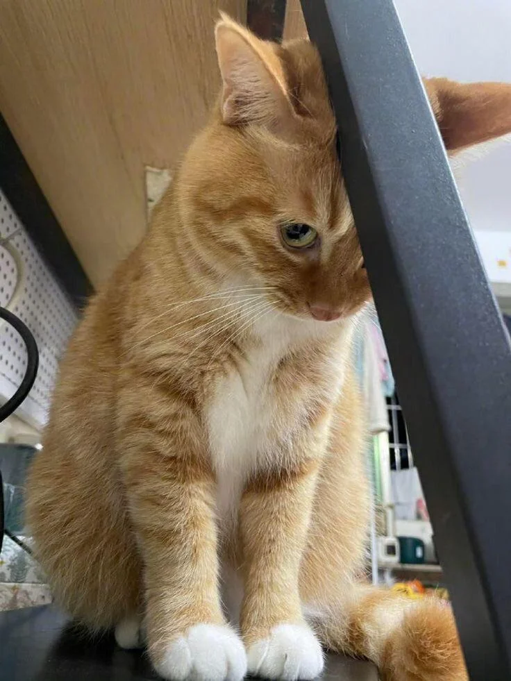 Cat Mom Living Facebook ad