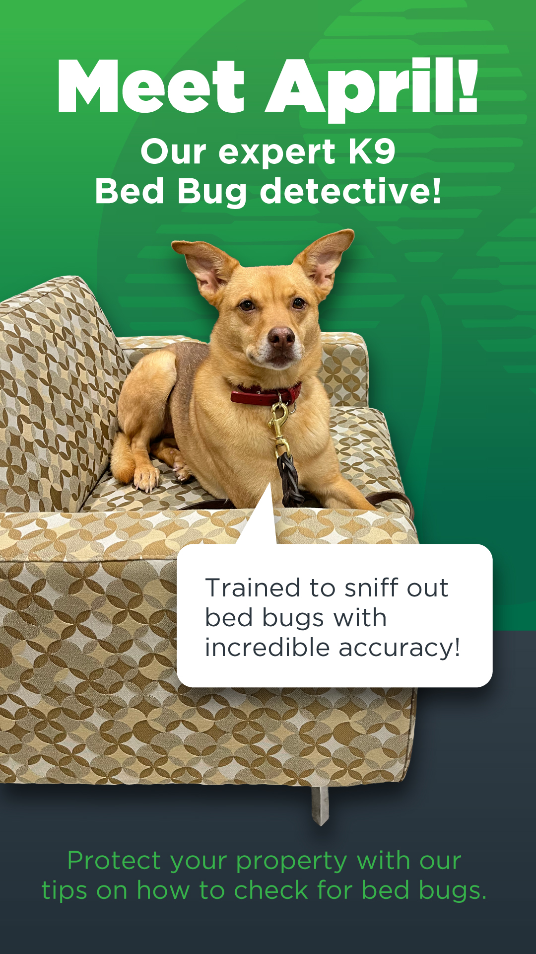 JP McHale Pest Management LLC. Facebook ad
