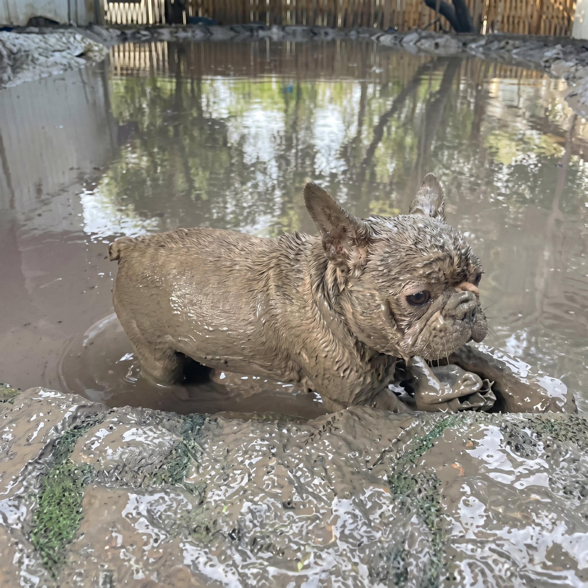 The French Bulldog Vet Facebook ad