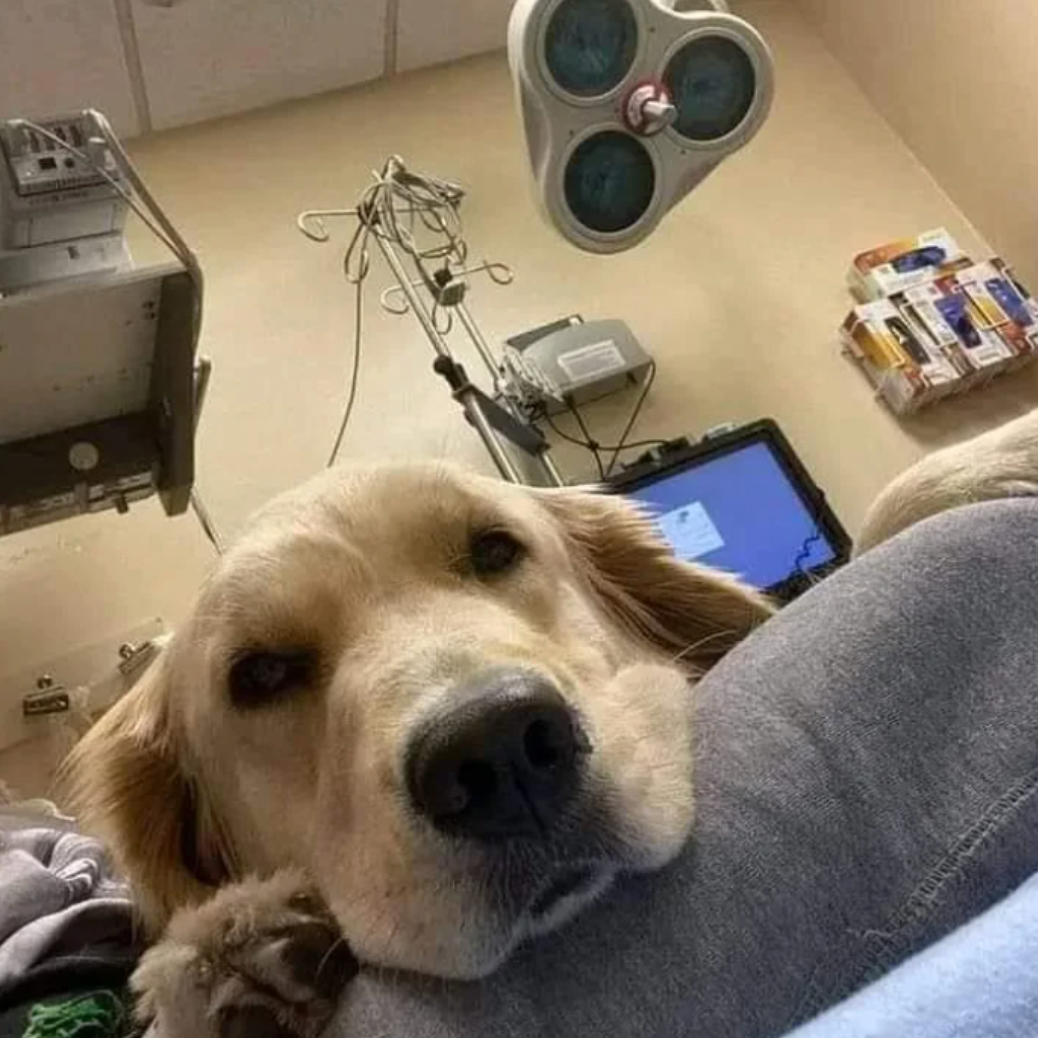 Dog Health Tips Facebook ad