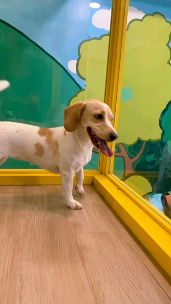 Hachi Kamp - Dog Daycare Facebook ad: Niki's first time @ Hachi kamp