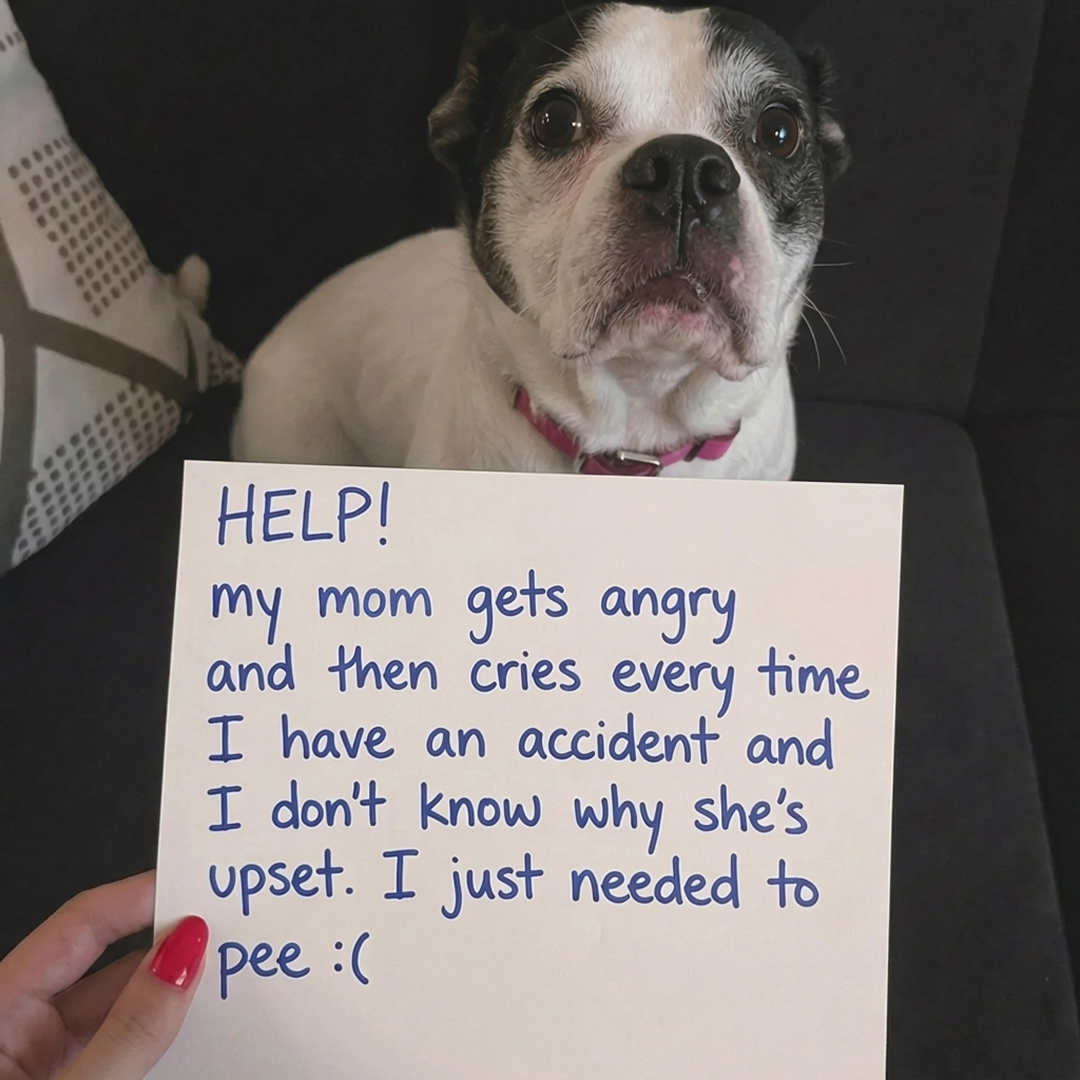 Wearepup. Facebook ad: What They Don't Tell You About Puppies