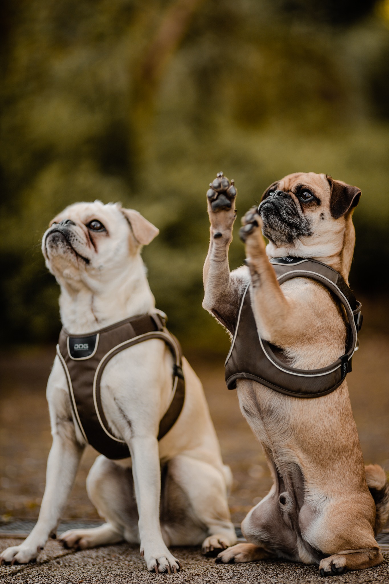 DOG Copenhagen Facebook ad: DOG Copenhagen accessori per cani
