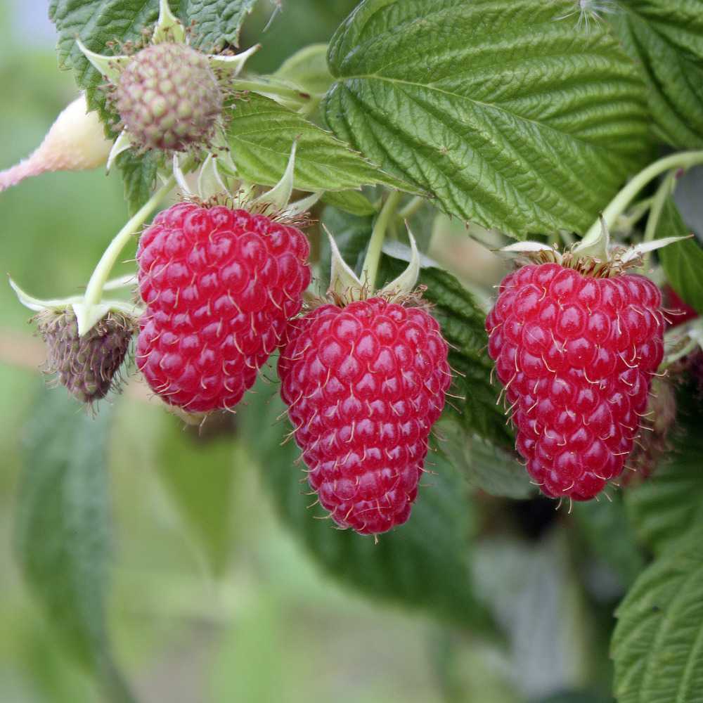 Lubera & Gartenvideo.com Facebook ad