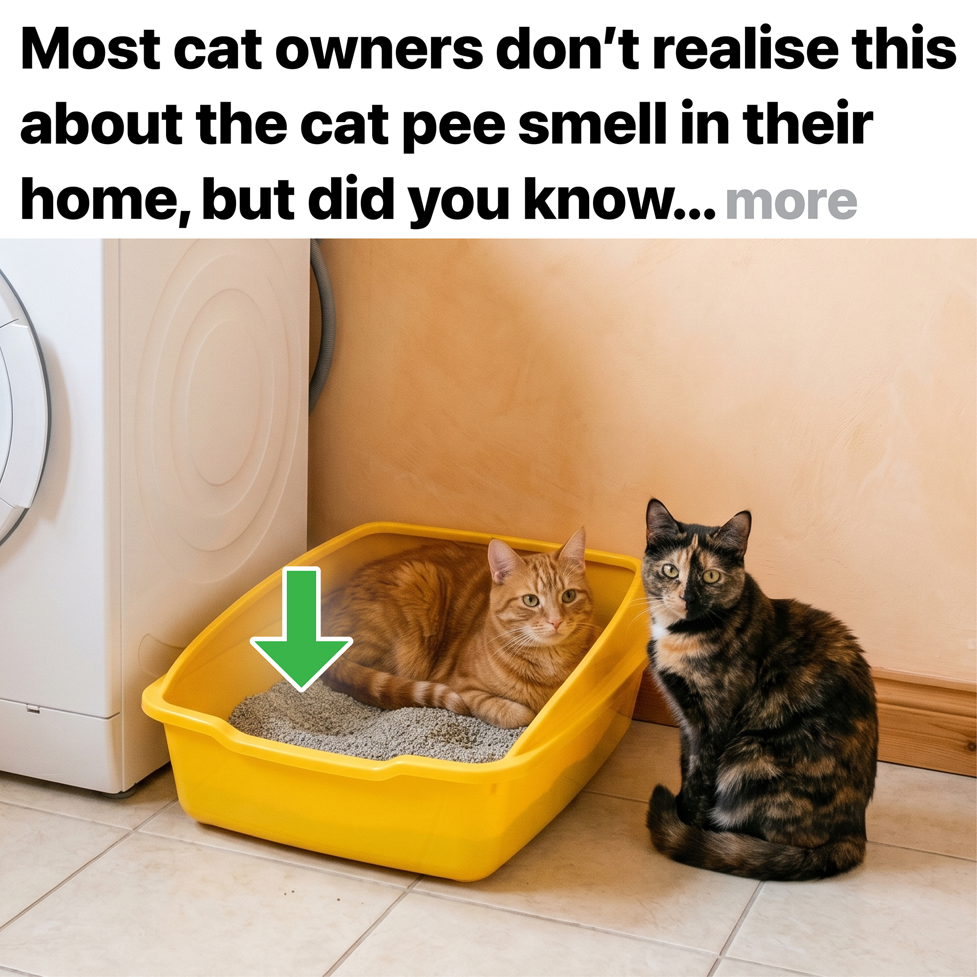 Pet Studio Facebook ad