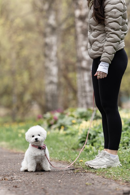 Woofy Dog Products Facebook ad from Jun 4, 2026