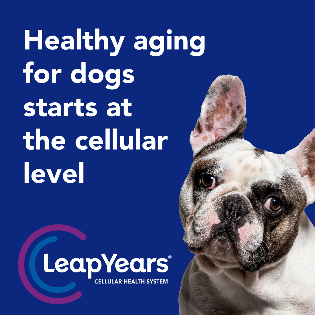 Leap Years Dogs Facebook ad