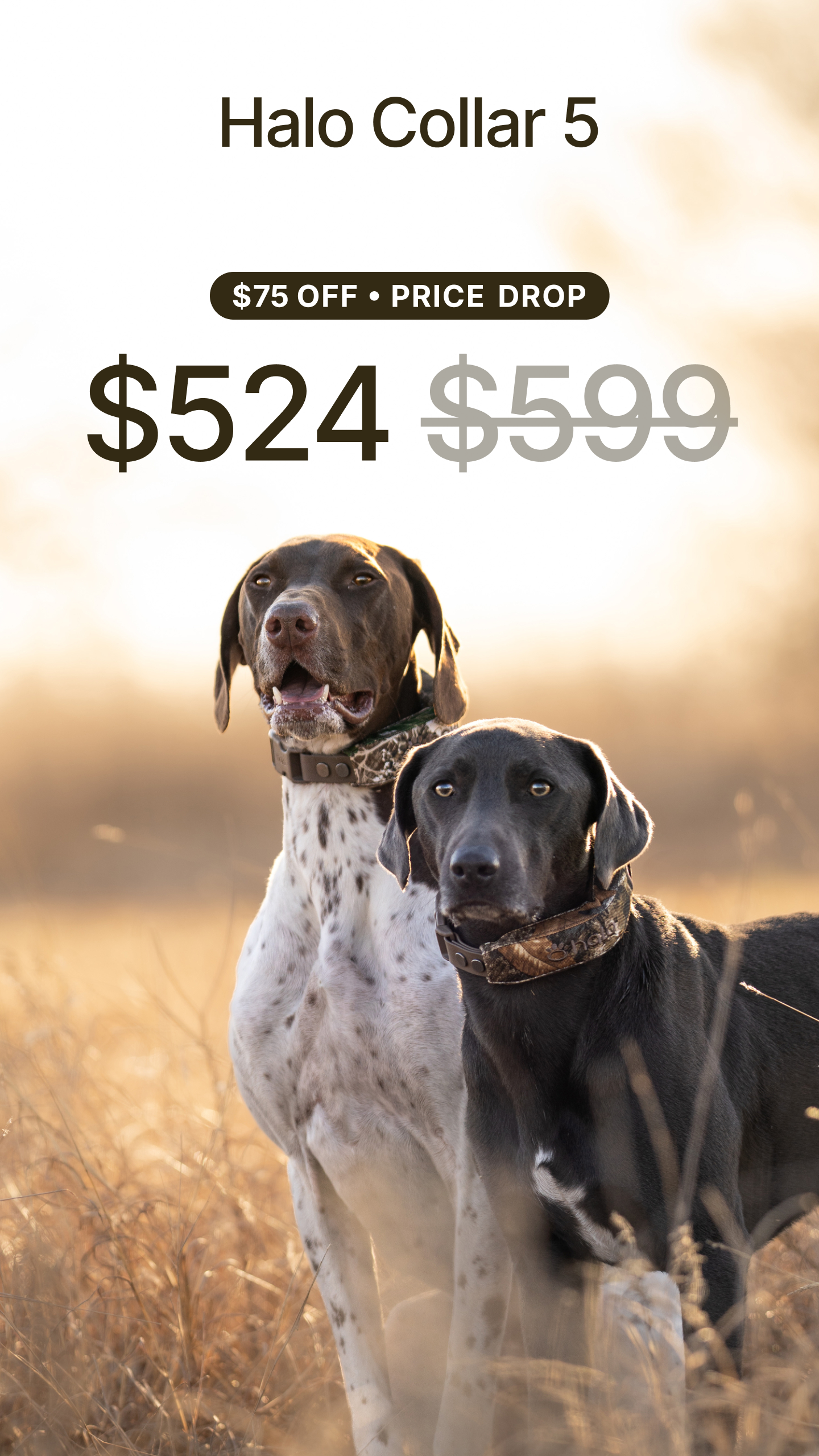Halo Collar Facebook ad