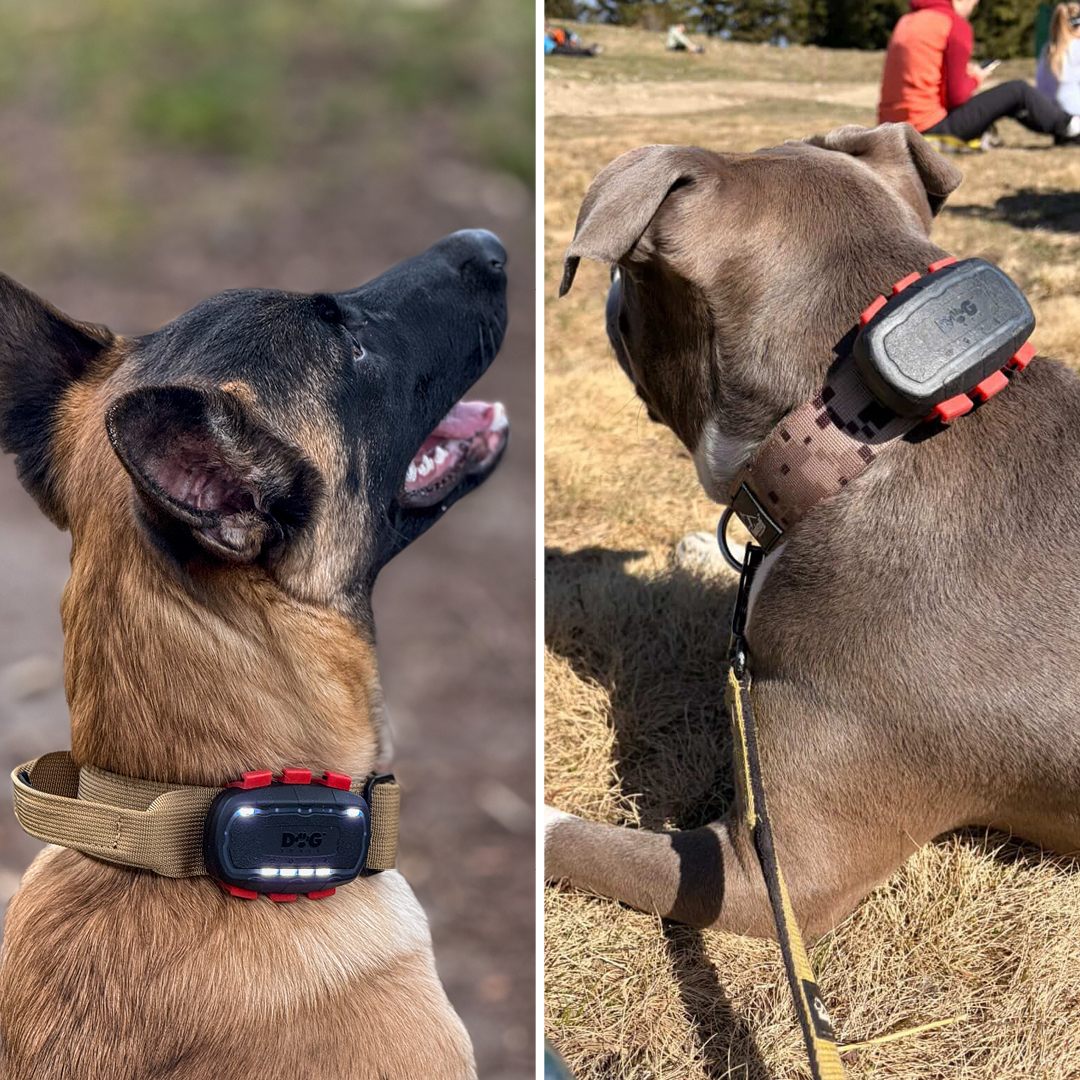 DOG TRACE Official Facebook ad