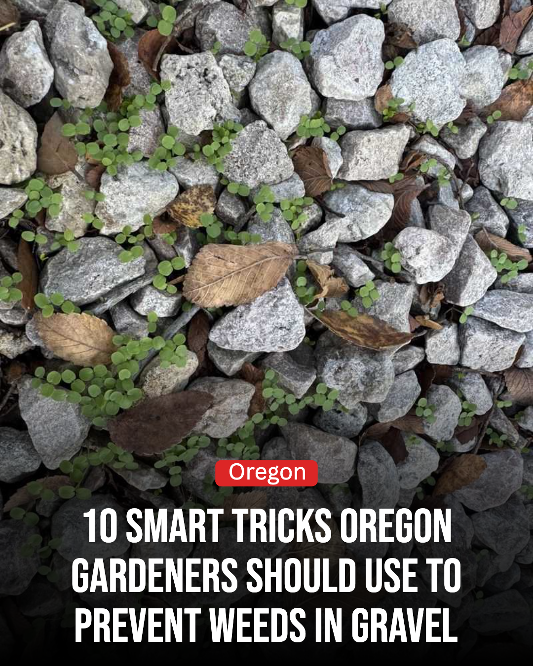 Oregon Gardener Facebook ad: 10 Smart Tricks Oregon Gardeners Should Use To Prevent…